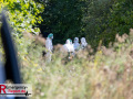 08.09.2026_Weisweiler_Festnahme_Daniel_V._KTU_Spurensicherung