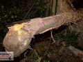 Baum stürzte durch einen Zaun und beschädigte ein Auto leicht
