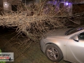 Baum stürzte durch einen Zaun und beschädigte ein Auto leicht