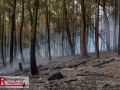 14.08.2026_Hürtgenwald_Waldbrand_Tag_2