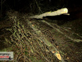 Sturmtief "Goran": Baum stürzte auf Gehweg und Straße - 2 Fahrze