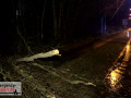 Sturmtief "Goran": Baum stürzte auf Gehweg und Straße - 2 Fahrze